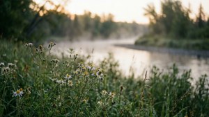 Meewasin Morning Dew