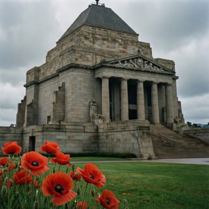 Memorial Poppies