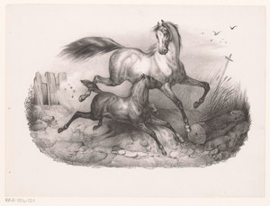 Merrie met veulen in galop