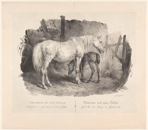 Merrie Primrose en haar veulen, raspaard van de hertog van Grafton