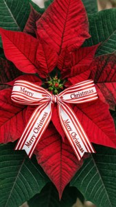 Merry Christmas Poinsettia