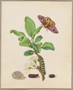 Metamorphosis of a Small Emperor Moth on a Damson Plum, plate 13 of the Caterpillar Book
