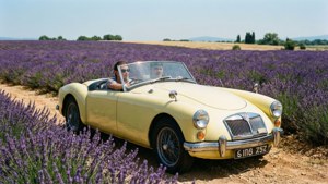 MG A Lavender Fields