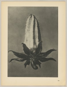Michauxia campanuloides