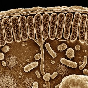 Microscope Intestine Lining