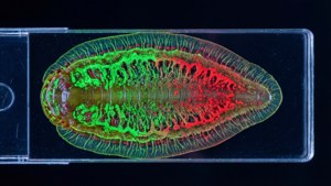 Microscope Planarian