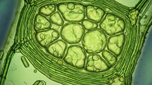 Microscope Real Cell