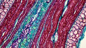 Microscopic Esophagus Tissue