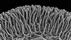 Microscopic Villi Detail