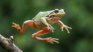 Mid-Air Landing