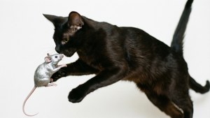 Mid-Air Pounce