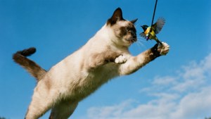 Midair Pounce