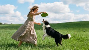 Midday Fetch in Meadow