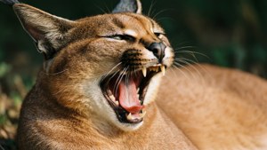 Midday Yawn