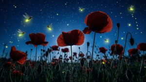 Midnight Poppies