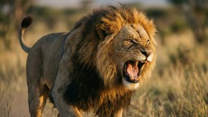 Mighty Roar