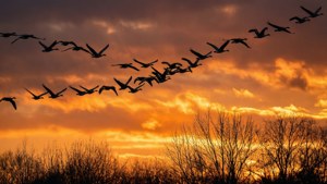 Migrating Geese Sunset