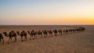 Migration Line