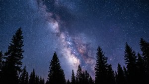 Milky Way Pines