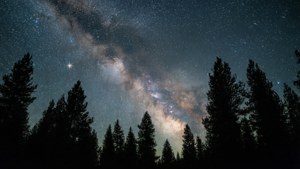 Milky Way Trees