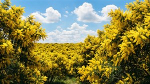 Mimosa Meadow Sky