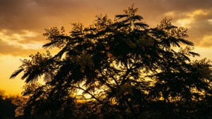 Mimosa Sunset Silhouette