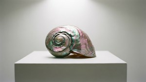 Minimal Abalone