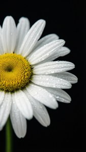 Minimal Daisy Close-up