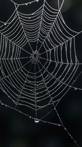 Minimal Spiderweb Dew