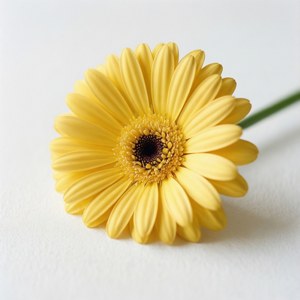 Minimal Yellow Daisy