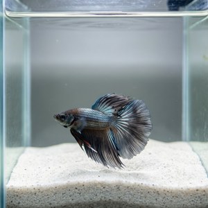 Minimalist Betta Tank