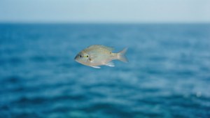 Minimalist Chromis