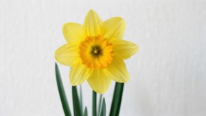 Minimalist Daffodil