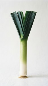 Minimalist Leek