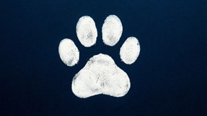 Minimalist Navy Paw
