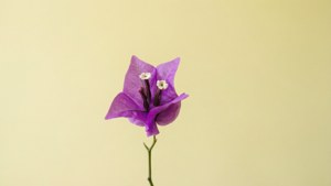 Minimalist Purple Bougainvillea