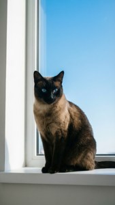 Minimalist Siamese