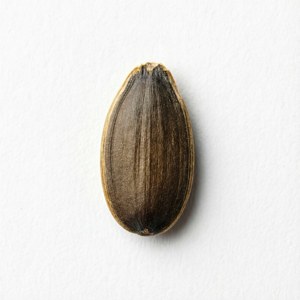 Minimalist Single Seed