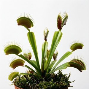 Minimalist Venus Flytrap