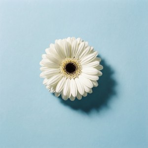 Minimalist White Daisy