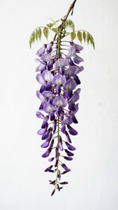 Minimalist Wisteria Vine