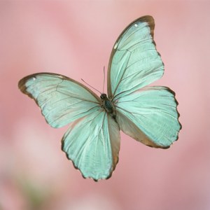 Mint Green Butterfly