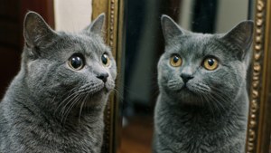 Mirror Cat Surreal