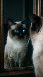 Mirror Gaze