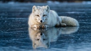 Mirror Ice