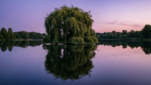 Mirror Lake Willow