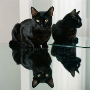Mirror Sphinx