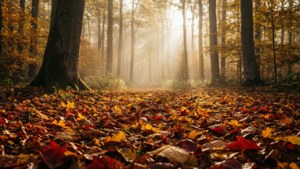 Misty Autumn Forest Dawn
