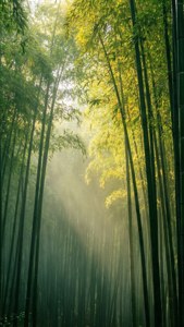 Misty Bamboo Grove