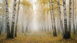 Misty Birch Forest